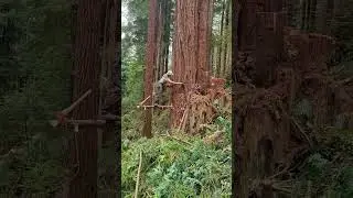 #wood #gianttree #treefelling #logging #bigtreeremoval #loggerlife #woodworking #lumberjack