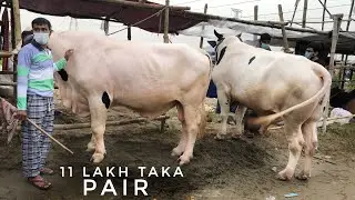 Bishal Size Asutral Pair | 11 Lakh Taka Asking | Kurbani Eid | The Home of Goru Lovers