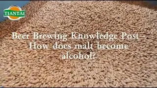 Beer Brewing Knowledge Post--How does malt become alcohol?