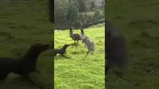 🤣#shouts #funnyanimalvideos2022 #animalstiktok