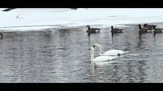 SWANS, BUFFLEHEAD DUCKS AND GEESE ON THE ST. JOSEPH RIVER.