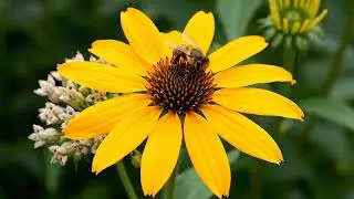 3 Native Plants That Bring Bees & Butterflies FAST 🐝🦋 | Pollinator Patch Tip