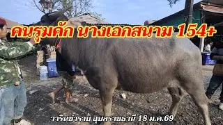 คนรุมคัก นางเอกสนาม 154+ ควายงาม ควายเลี้ยง เข้าเยอะ วาริน อุบลฯ