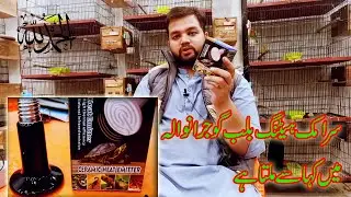 Ceramic Heating Bulb Uses and Features| Heater For Birds in Winter Season|