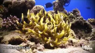 Aqaba Red Sea - Cable Reef