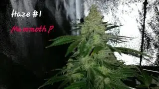 Mammoth P side by side; day 70