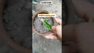 How to grow nagchampa plant from cutting #plumeria cutting grow #shorts #nagchampa flower