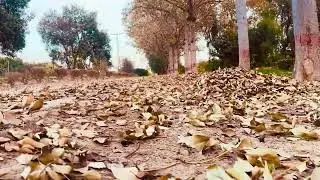 Walking Through Fallen Leaves 🍂 | Peaceful Nature Walk