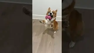 Crumpets BLOOPERS🤣✨#corgi#dog#catch#bloopers#blooperreel#playing#funny#cute#fyp#subscribe