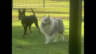 Doggy play park #australia