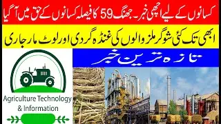 جھنگ 59 کا نیا ریٹ 300 کر دیا گی| Good news for farmer | Some sugar mils fraud with little farmer