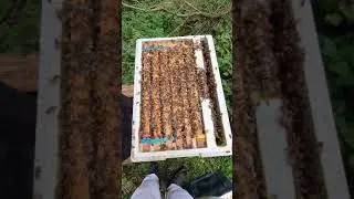 Six Frame Colony of Bees #SHORTS