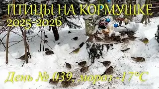 Птицы на кормушке 2025 - 2026, день №039, мороз  -17°С