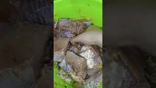 Crispy And Easy Fish Fry Recipe By   Limitless cooking