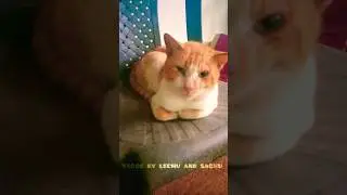 എന്റെ മിക്കി #cat #love #shorts #shortfeed #like #subscribe #edit #pets #malyali #care #trending