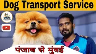Apna Puppy Ya Dog Safely Transport Karwaye 🐾🐶Pet Transport
