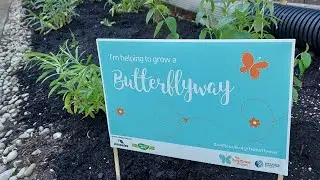 Side of House - Pollinator Garden