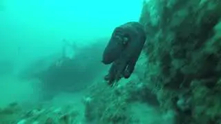 Diving for marine life in the Gulf of Mexico