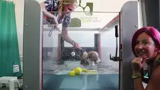 Calgary Stampeders Foster Pup has First physio Appointment with Kendra Watt