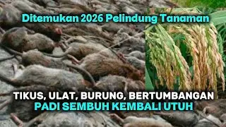 TIKUS, ULAT, BURUNG, BERTUMBANGAN PADI SEMBUH KEMBALI UTUH @Cerita_Perintis 