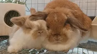 【LIVE】かわいい♥️ホーランドロップの家族♪