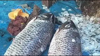 🔴Live Big Fish Cutting Live | Fresh Catch Cleaning ASMR