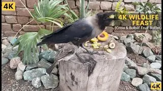 4K Backyard Wildlife FEAST! 🐿️ Birds & Chipmunk Attack the Apple Buffet (ASMR)
