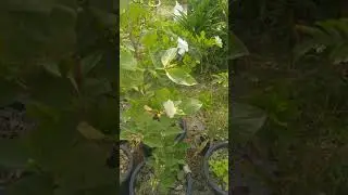 Guaba tree first blossoms. Bumblebee visiting flowers