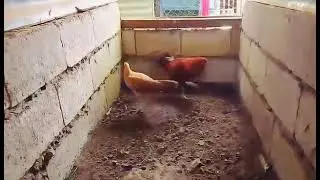 BC Hatch Gold W1nner🐓