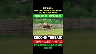 Salah satu sapi JET MATIC tercepat