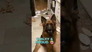 The Most Guilty Smile You've Ever Seen 😂🐶