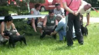 Specijalizovana izlozba NLT Mladenovac 2010