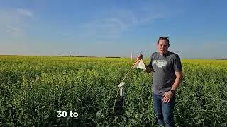 Canola Crop Check: Moisture Depth and Yield Outlook
