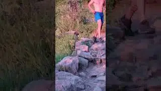 Black bear charges runner in Boulder, Colorado. #bear #bearattack #blackbear #shorts #trailrunning