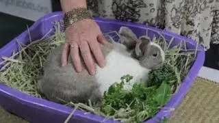 What Are Some Signs That a Momma Rabbit Is Feeding Her Newborns? : Rabbit Care
