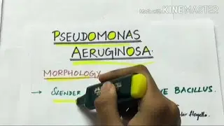 pseudomonas aeruginosa | microbiology | handwritten notes