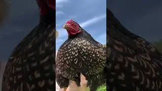 pet chicken