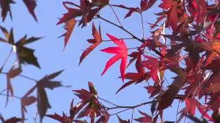 Bright Red Autumn Leaves - Free Stock Video Footage - Free Stock Videos at Videvo.net
