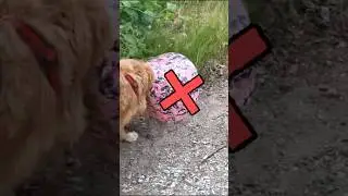 Избавьтесь от собачьего конуса и сделайте это! 🐾 #собачник #конуспозора #легкосделать