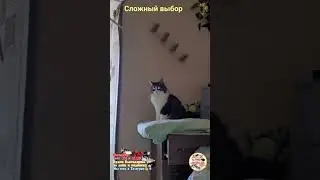 Сложный выбор. A difficult choice.