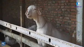 GLOBALink | Life of a goat in China village