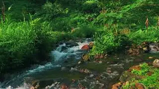 Peaceful River Flowing Through a Quiet Forest &ndash; Gentle Nature Sounds for Deep Sleep and Study Focus