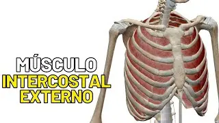 Miologia do Tórax - Anatomia humana. Quais as características do músculo intercostal externo?