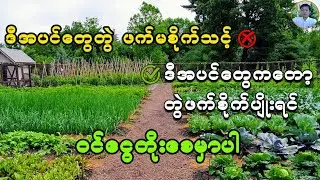 အပင်တွေ တွဲဖက်စိုက်ပျိုးခြင်းရဲ့ အံ့မခန်းအကျိုးကျေးဇူးများ - Companion Planting