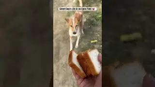 Street Dog's Life in an Open Field #shorts #ytshorts #goldenretriever #cutepet #animalscasa