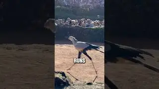 Эта птица охотится как динозавр