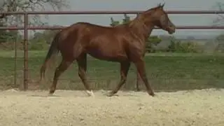 AQHA quarter horse registered mare