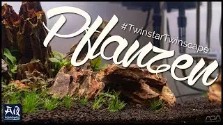 Die Pflanzen im #TwinstarTwinscape | AquaOwner