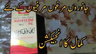 Ami Vi Com Injection ! Kamal Ka Injection ! Shah G Birds Farm