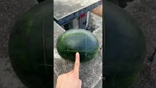 Experiment: Will a watermelon explode if it rolls down from a tall building? 🍉💥 #watermelon